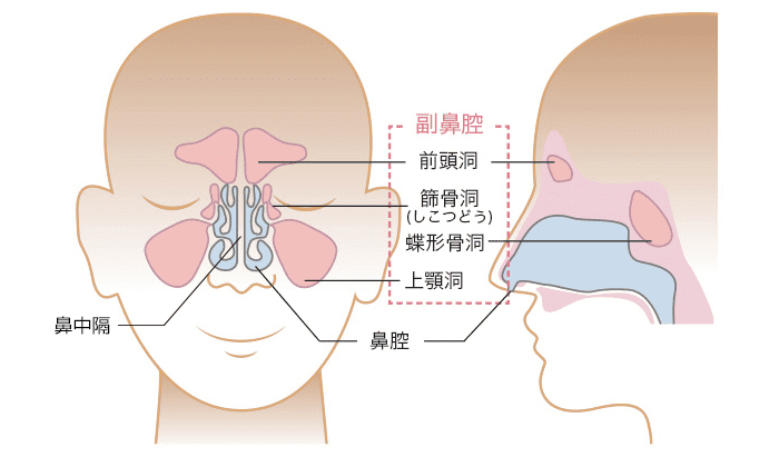副鼻腔の図
